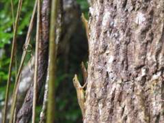 Anolis acutus