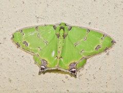 Agathia lycaenaria