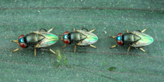 Chloropidae