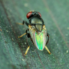 Chloropidae