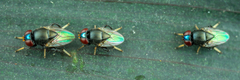Chloropidae