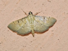 Herpetogramma rudis