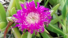 Carpobrotus dimidiatus