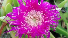 Carpobrotus dimidiatus