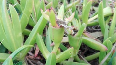Carpobrotus dimidiatus