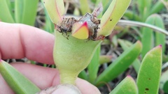 Carpobrotus dimidiatus