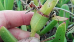 Carpobrotus dimidiatus