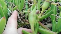 Carpobrotus dimidiatus