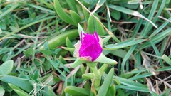 Carpobrotus dimidiatus