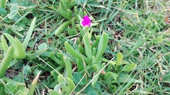 Carpobrotus dimidiatus