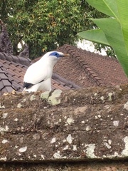 Leucopsar rothschildi