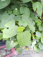 Broussonetia papyrifera