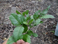 Smelophyllum capense