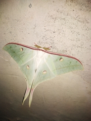 Actias selene