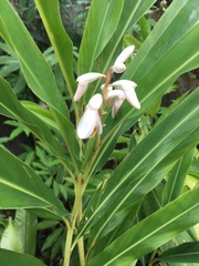 Alpinia zerumbet