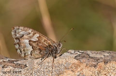 Hipparchia algirica