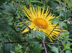 Pentanema orientale