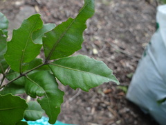 Smelophyllum capense