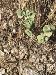 Marrubium