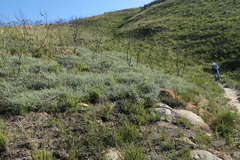 Aspalathus digitifolia