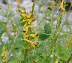 Corydalis cornuta