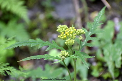 Jacobaea graciliflora