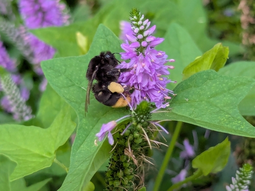 Fiery-tailed Bumble Bee