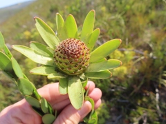 Leucadendron elimense elimense