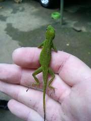 Anolis evermanni