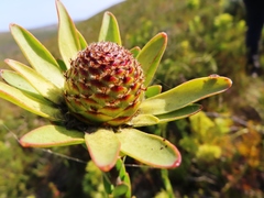 Leucadendron elimense elimense