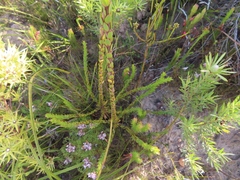 Leucadendron elimense elimense