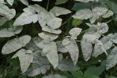Erysiphe heraclei