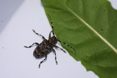 Aegomorphus clavipes