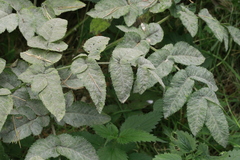 Erysiphe heraclei
