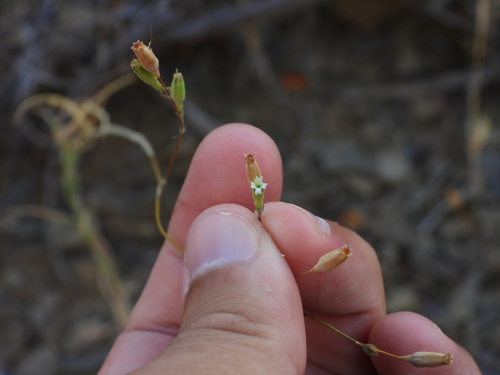 Silene inaperta; photograph (c) Duarte Frade, some rights reserved (CC BY)