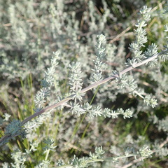 Aspalathus digitifolia