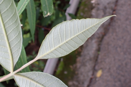 Rhus hypoleuca, 2025-06-22