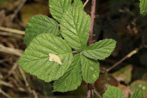 Halstead Bramble (Rubus halsteadensis)