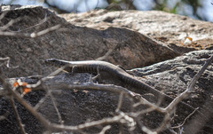 Matobosaurus validus