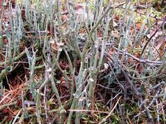 Cladonia maxima