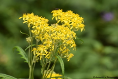 Jacobaea graciliflora