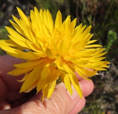 Lachnaea aurea