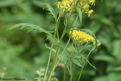 Jacobaea graciliflora