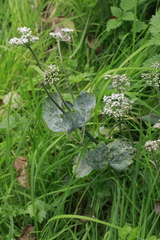 Erysiphe heraclei