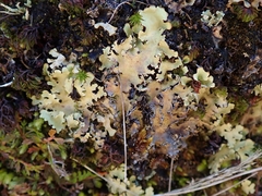 Pseudocyphellaria glabra