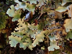 Pseudocyphellaria glabra