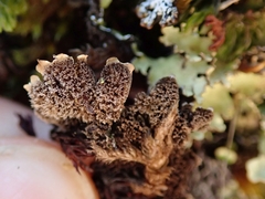 Pseudocyphellaria glabra