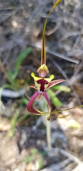 Caladenia integra