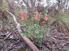 Correa reflexa scabridula
