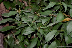 Hedera nepalensis